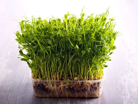 difference between sprouts and microgreens