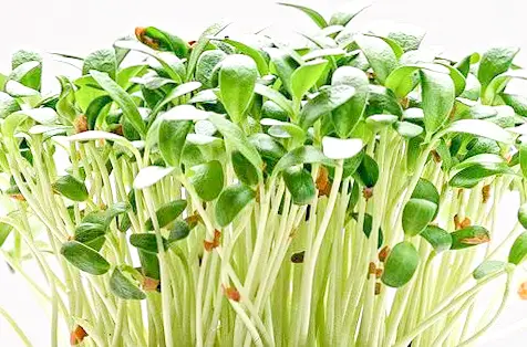how to sell your microgreens