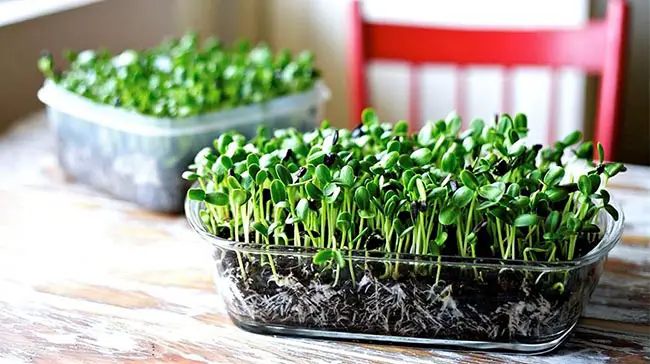 What Are The Health Benefits of Microgreens