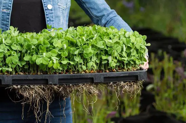 How To Sell Your Microgreens