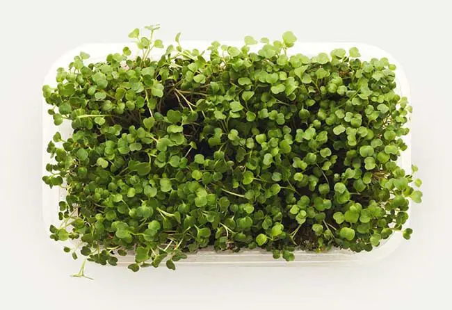 Microgreens vs. Baby Greens – The Differences