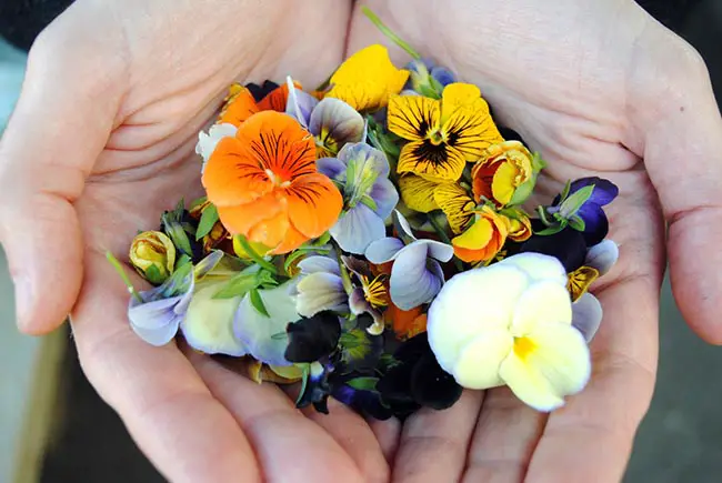 Edible Flowers You Can Grow & Eat