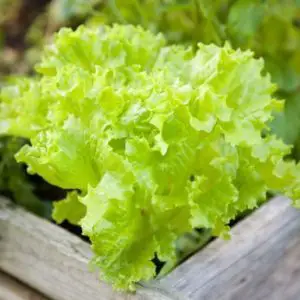 growing your own lettuce