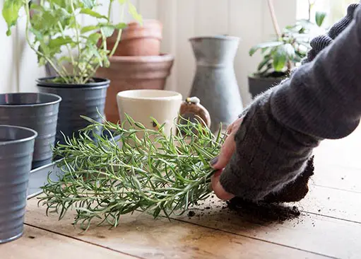 Indoor Gardening For Beginners – How To Start Your Garden