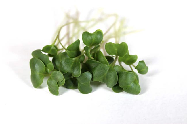 What Are True Leaves & Cotyledons On Microgreens & How To Tell The Difference
