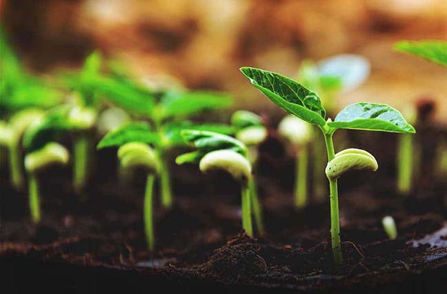 How to Grow Plants From Seeds – Germinating Seeds
