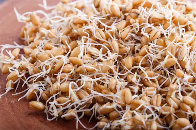 How to Grow Sprouted Seeds and Microgreens