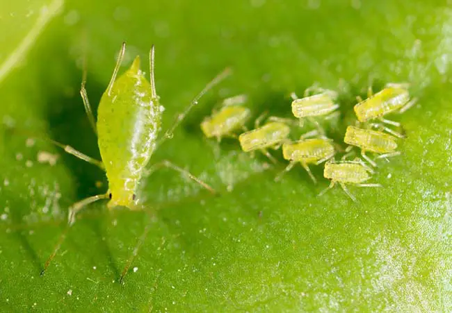 Common Microgreen Pests & Diseases