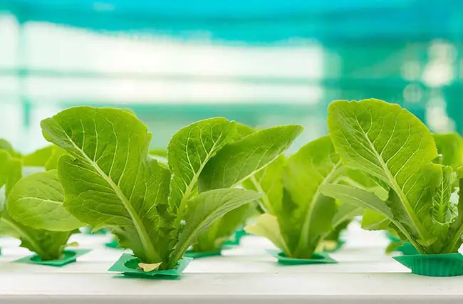 How To Germinate Lettuce Seeds For Hydroponics