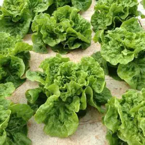 lettuce-hydroponic
