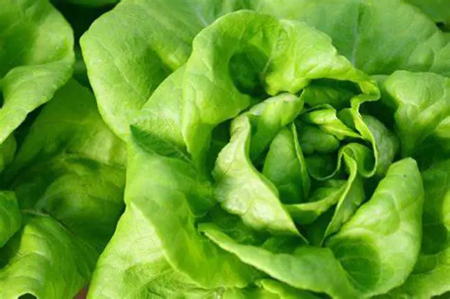 How Long Does Lettuce Take To Grow In Hydroponics