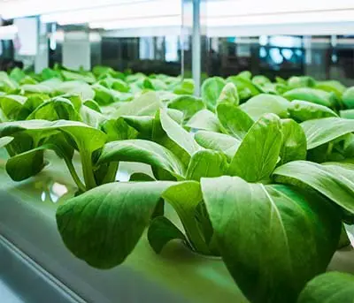 indoor hydroponic vegetables