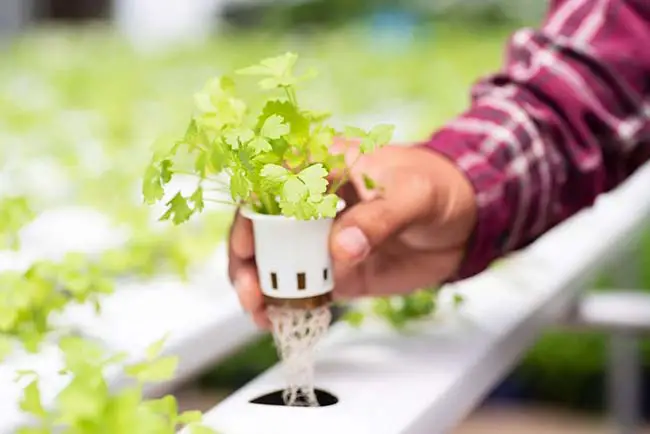 How To Grow Hydroponics For Beginners