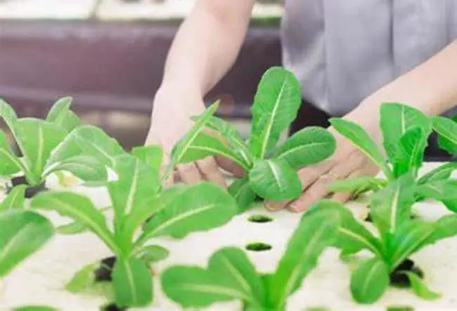 How To Grow Vegetables Indoors With Hydroponics