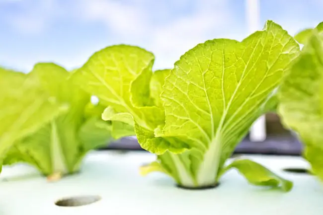 What Is Hydroponics: Advantages And Disadvantages