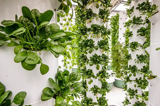 What Is The Difference Between Aeroponics And Hydroponics?