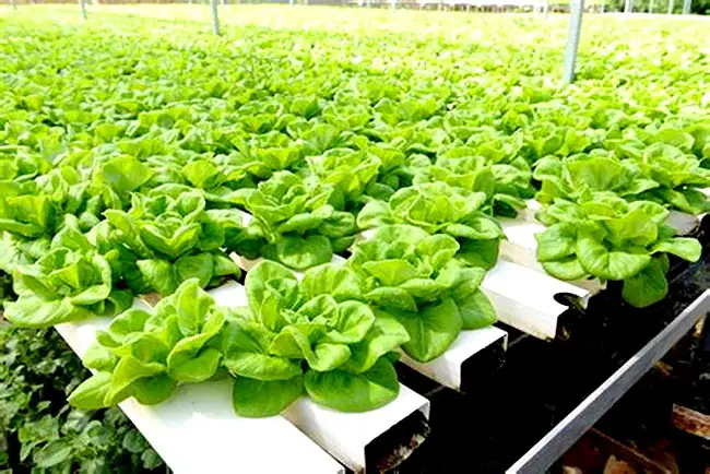 What Is Ebb And Flow Hydroponics?