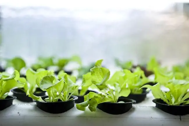 What Is EC In Hydroponics?