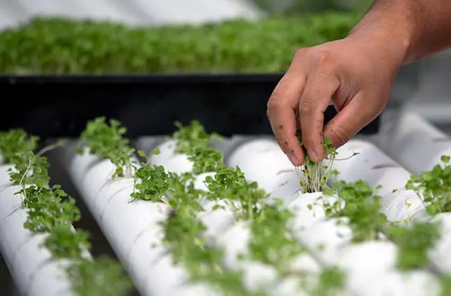 What Are The Benefits Of Hydroponics