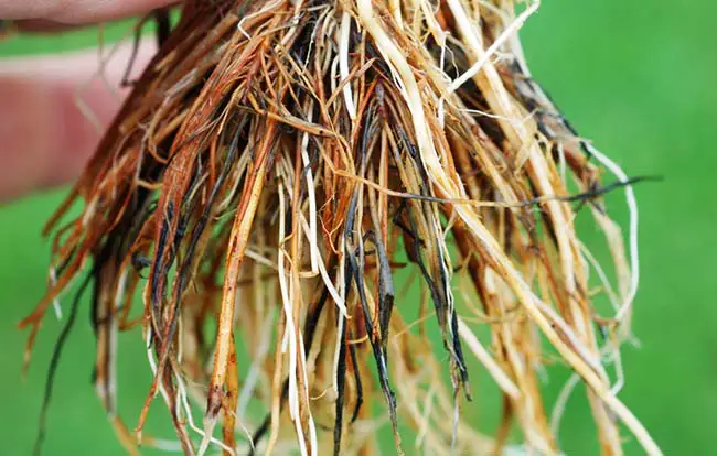 How To Prevent Root Rot In Hydroponics