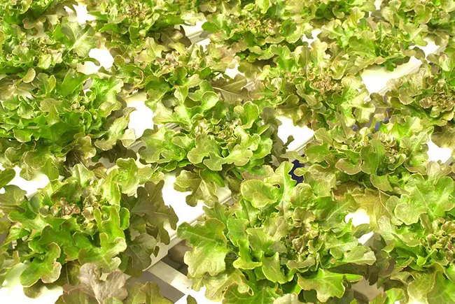 Which Hydroponic System is Right for You?
