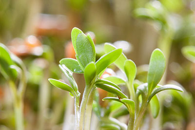 transplanting hydroponic seedlings